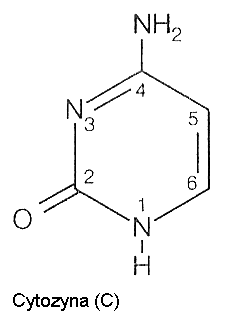 cytozyna